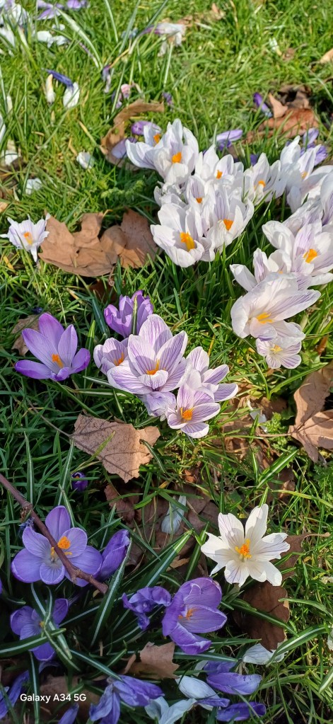 Primele flori prin Hyde Park